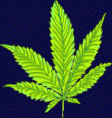 /album/folha-da-maconha/folha-gif/